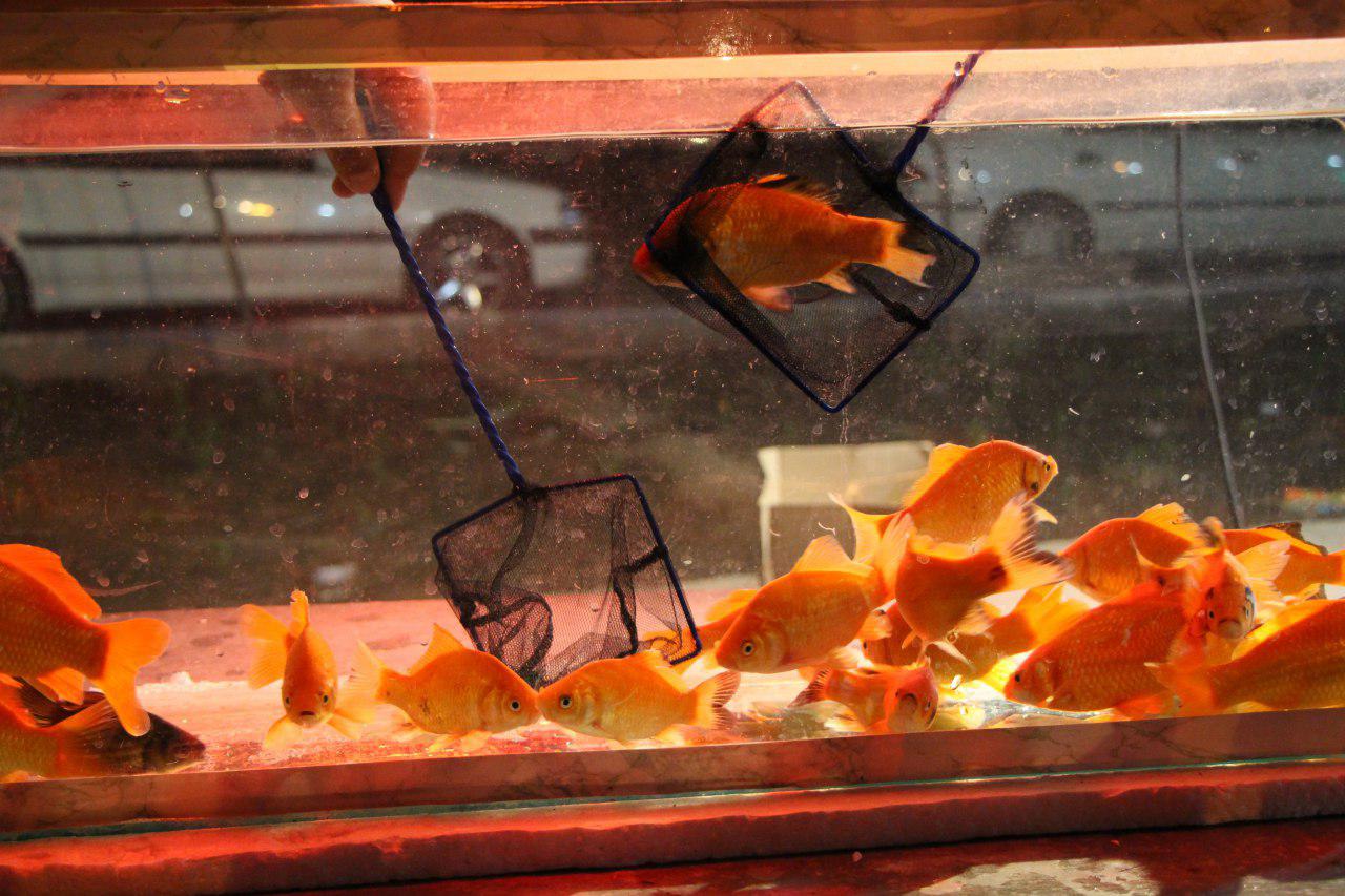 بازار ماهی فروشان خوب است