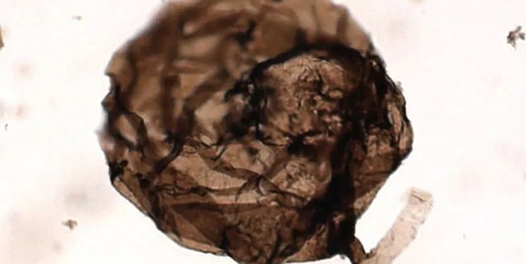 کشف قارچ یک میلیارد ساله+تصویر
