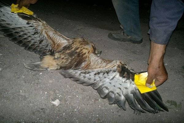 مرگ خاموش پرندگان در قفس طلای اندریان