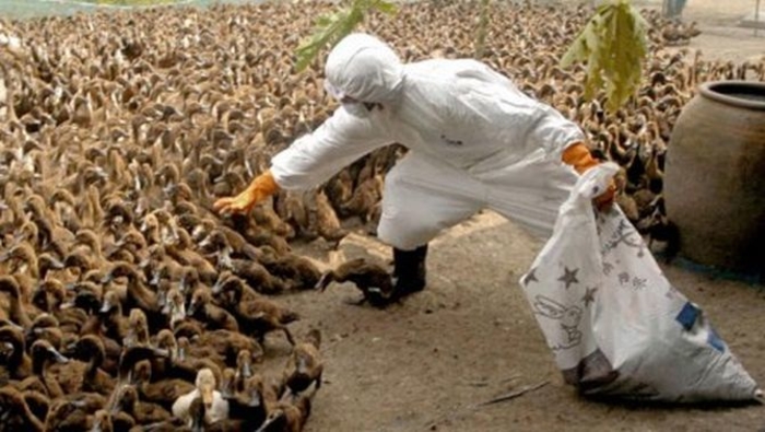 شیوع آنفلوآنزای پرندگان در شمال کشور