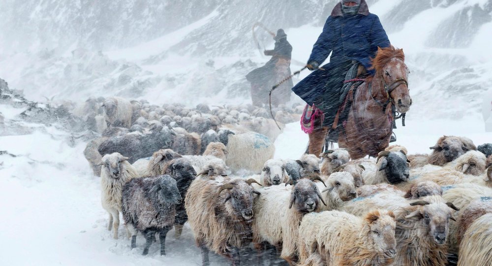 ۱۰ چوپان و۲۰۰ راس گوسفند در آذربایجان شرقی گرفتار کولاک شدند