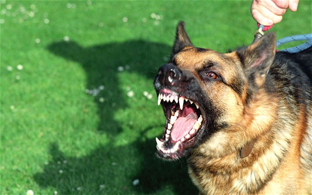 فرماندار هشترود خبر داد:۳۱۰ مورد حیوان گزیدگی در هشترود/صاحبان سگها مراقب باشند