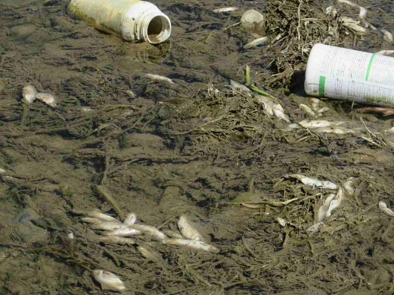 ۴۱۲ مزرعه پرورش ماهی در لرستان خسارت دید و سیل ۷ هزارتن ماهی را با خود برد.