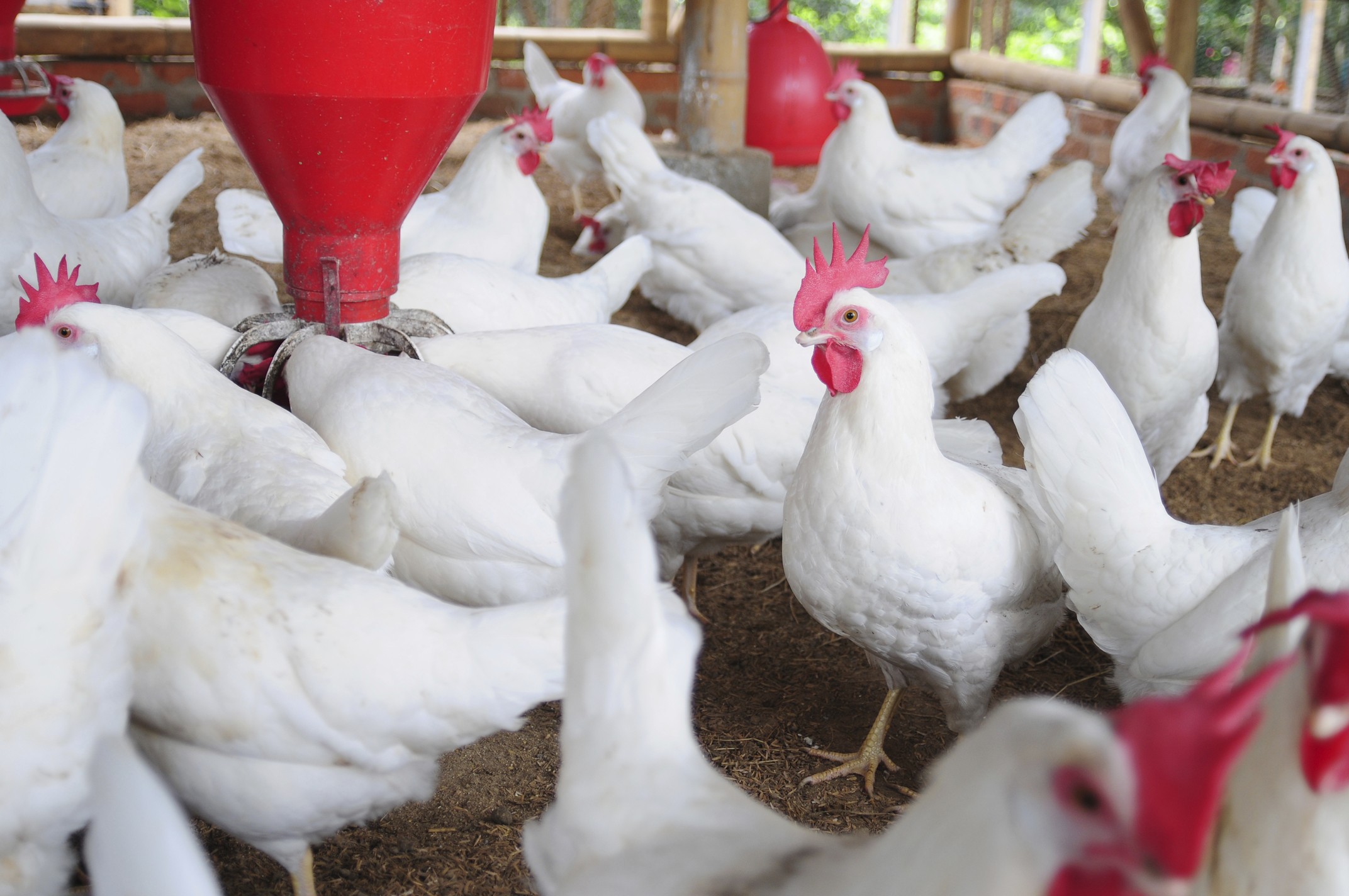 ۱۲ تن مرغ گوشتی زنده قاچاق در زنجان کشف شده است