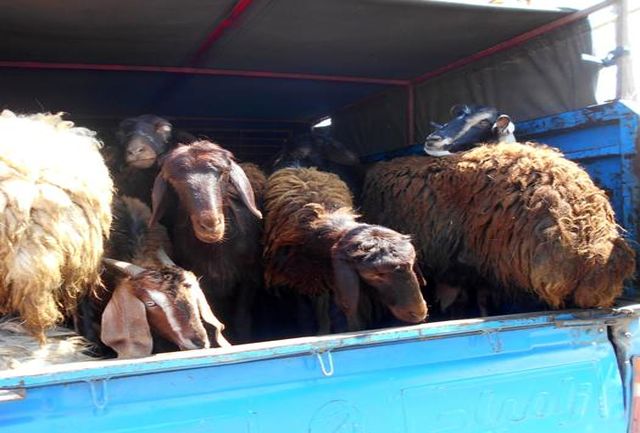 کشف ۲۲۱ رأس گوسفند قاچاق در آذرشهر