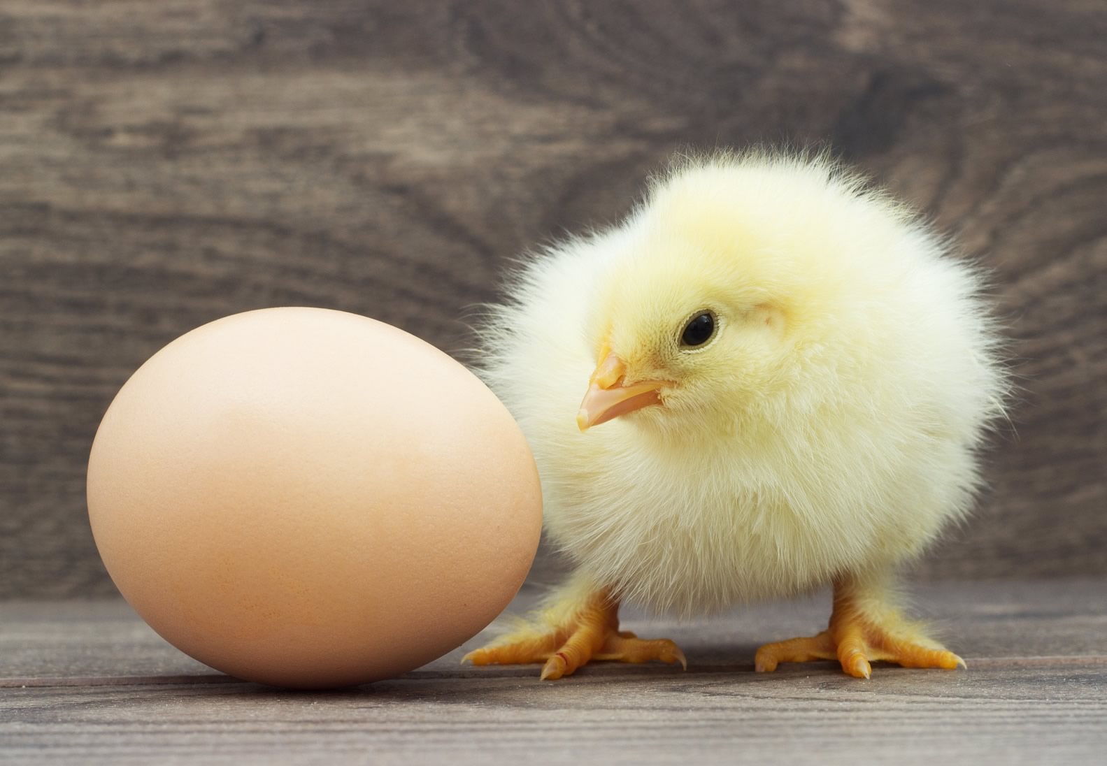 تولید شدن ۶۷۴ هزار تن تخم مرغ و ۲.۵ میلیون تن مرغ