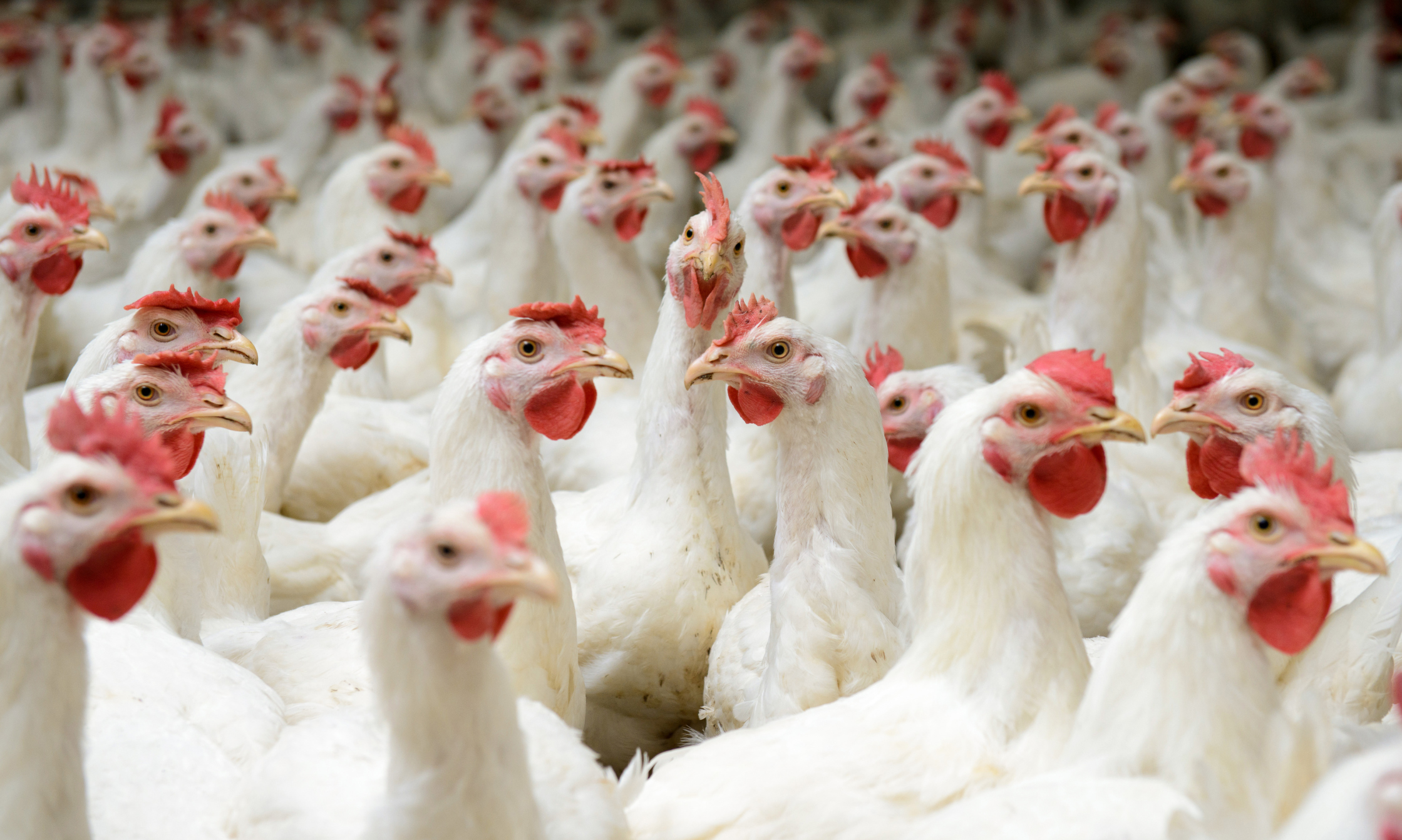 کشف حدود ۱۶ هزار قطعه مرغ زنده فاقد مجوز در ابهر