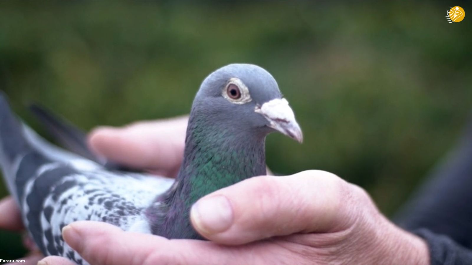 کبوتر ۱۴ میلیارد تومانی بلژیکی رکورد گران ترین کبوتر دنیا را شکست