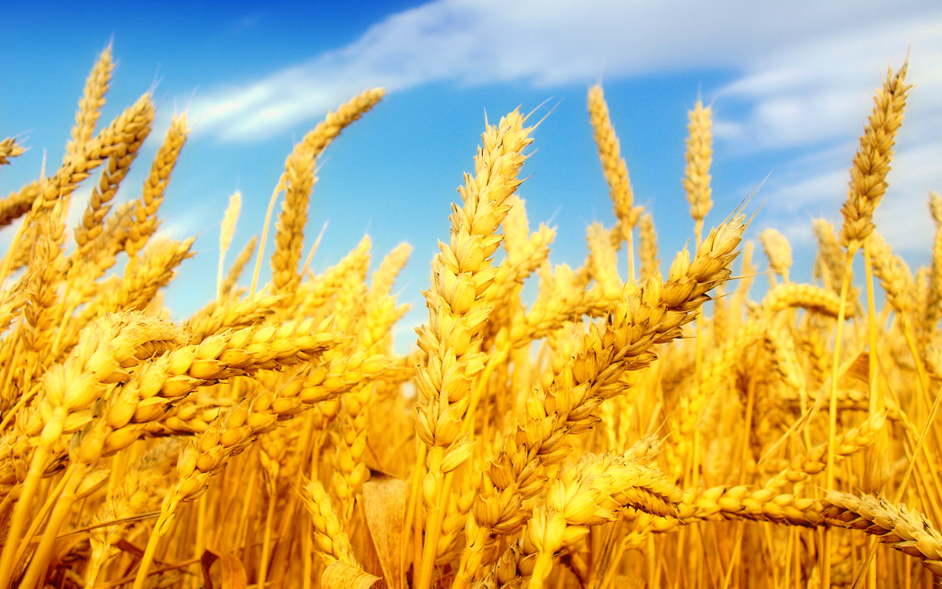 برای سومین سال پیاپی کشور از واردات گندم بی نیاز شد