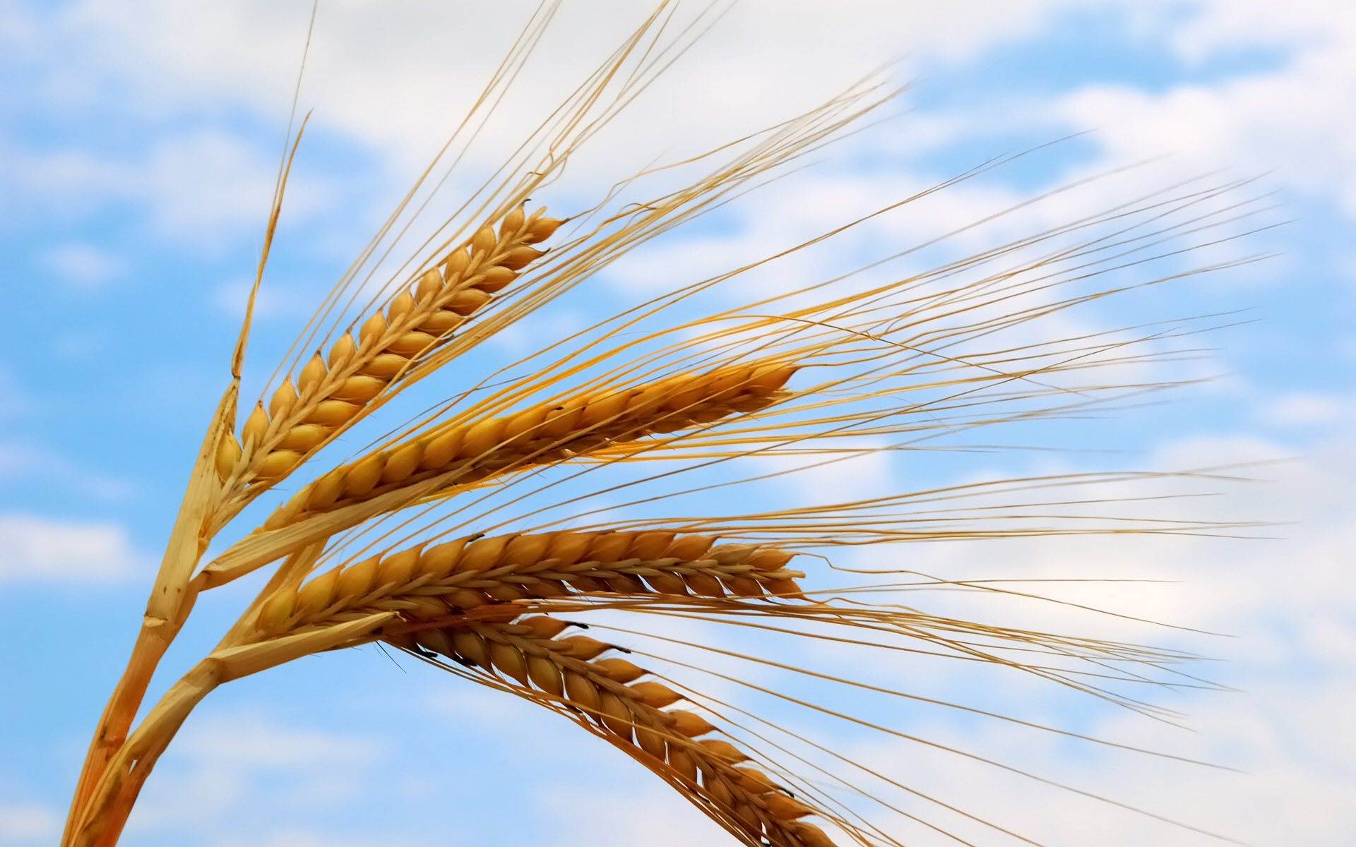 ایجاد ترغیب در بین کشاورزان برای تولید گندم بیشتر در کشور