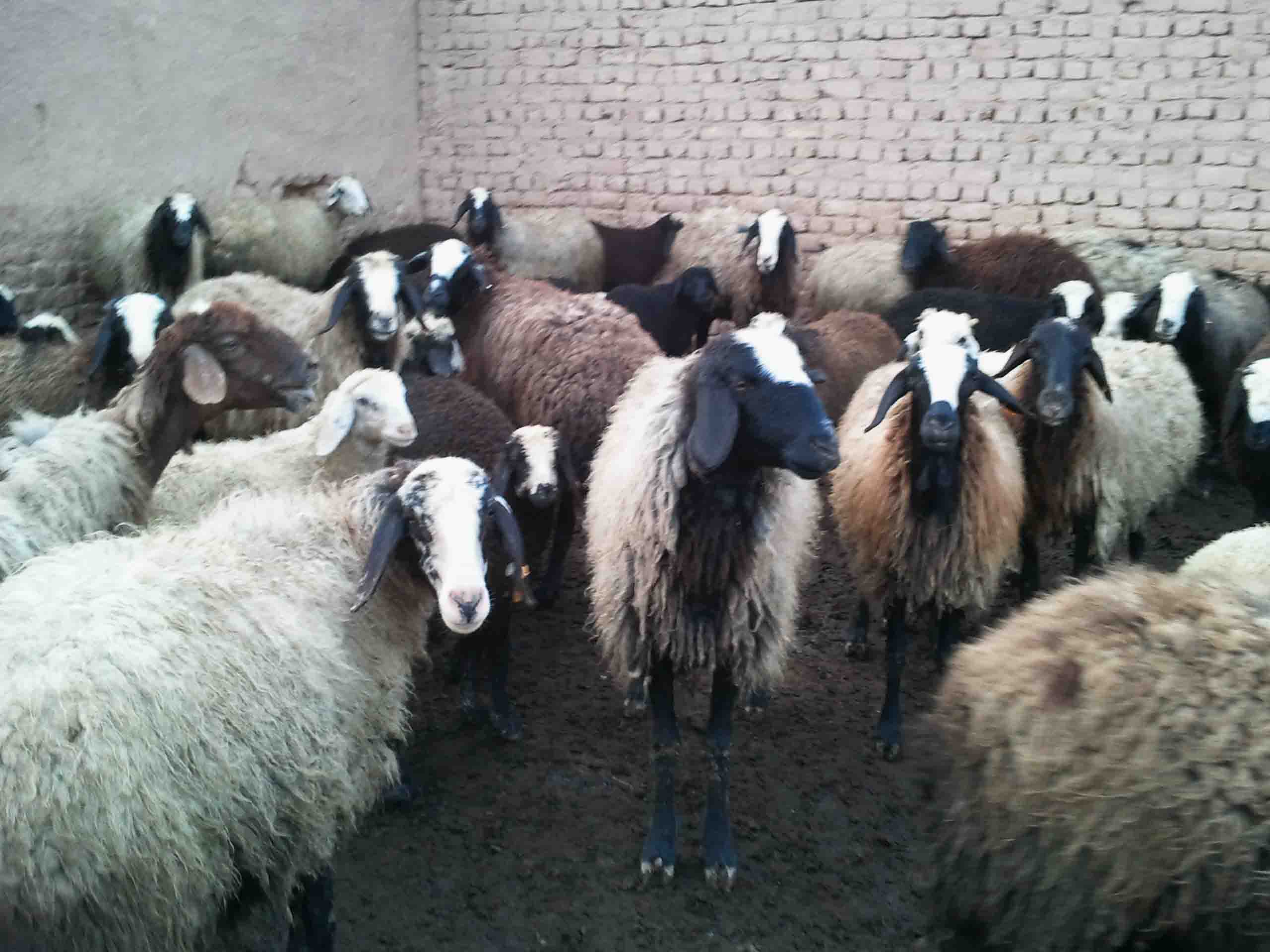 ۳۰۰ راس گوسفند قاچاق در ایلام کشف شد