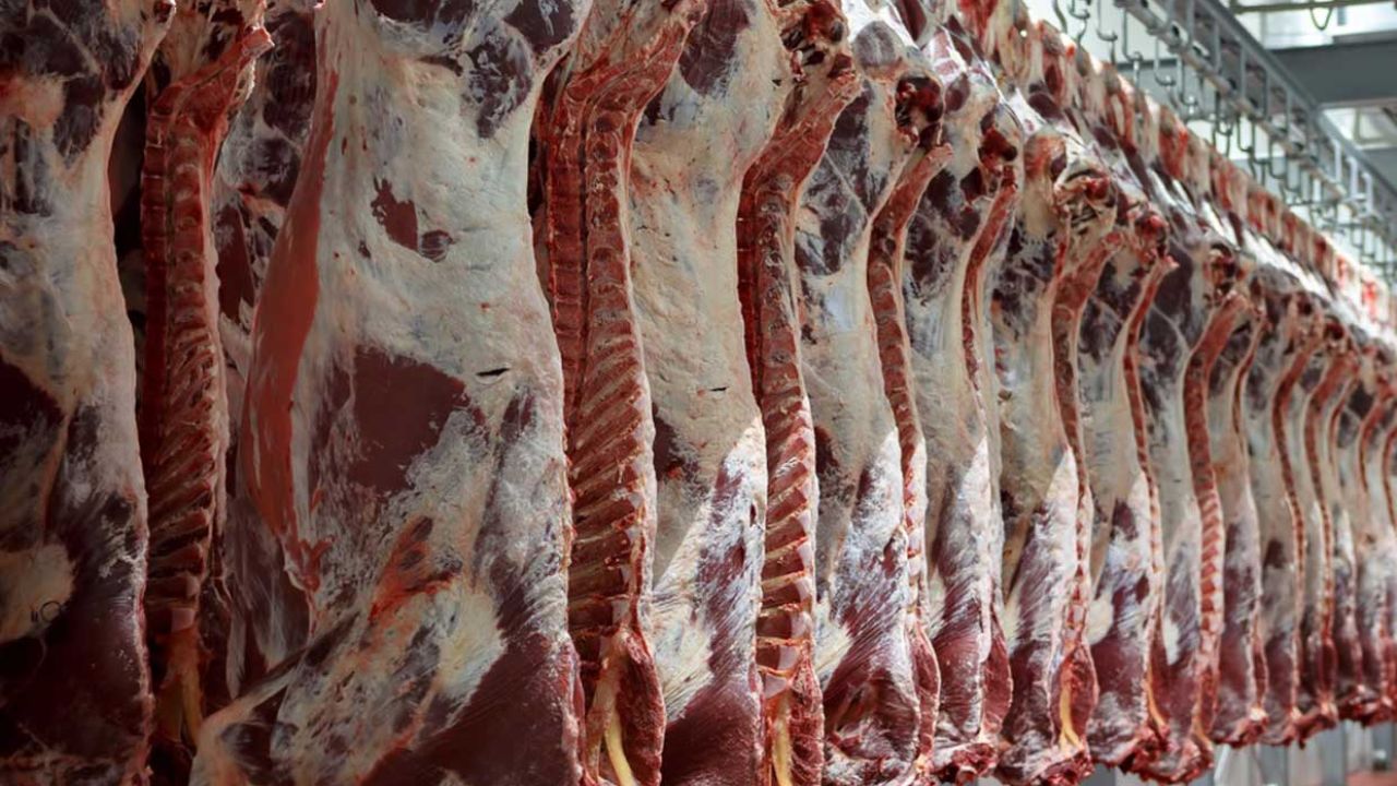 آغاز عرضه گوشت گرم وارداتی گوسفندی با قیمت تنظیم بازار
